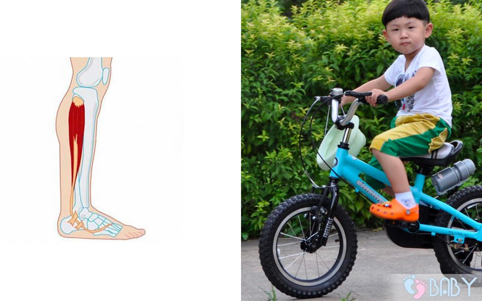 Trẻ em đạp xe đạp thường xuyên có bị to bắp chân không 1